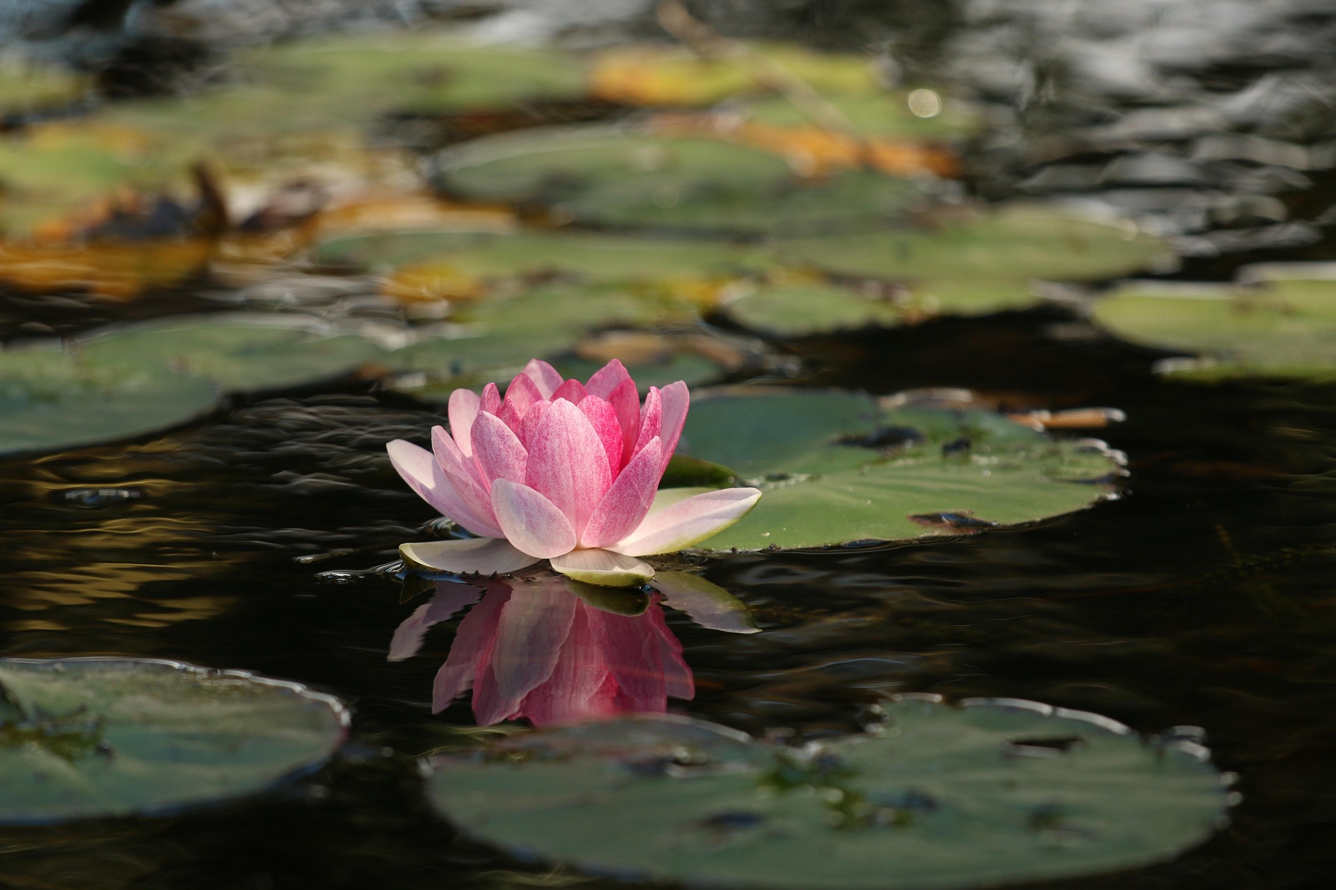 The Lotus: Why This Flower?